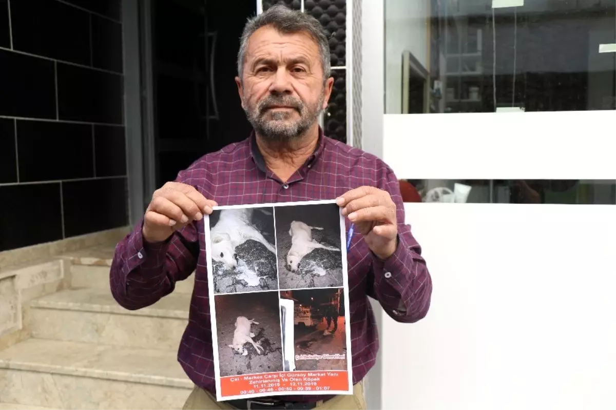 Tarım ilacı ile zehirlenen köpeği bir kaç dakikada hazırladığı ilaçla kurtardı