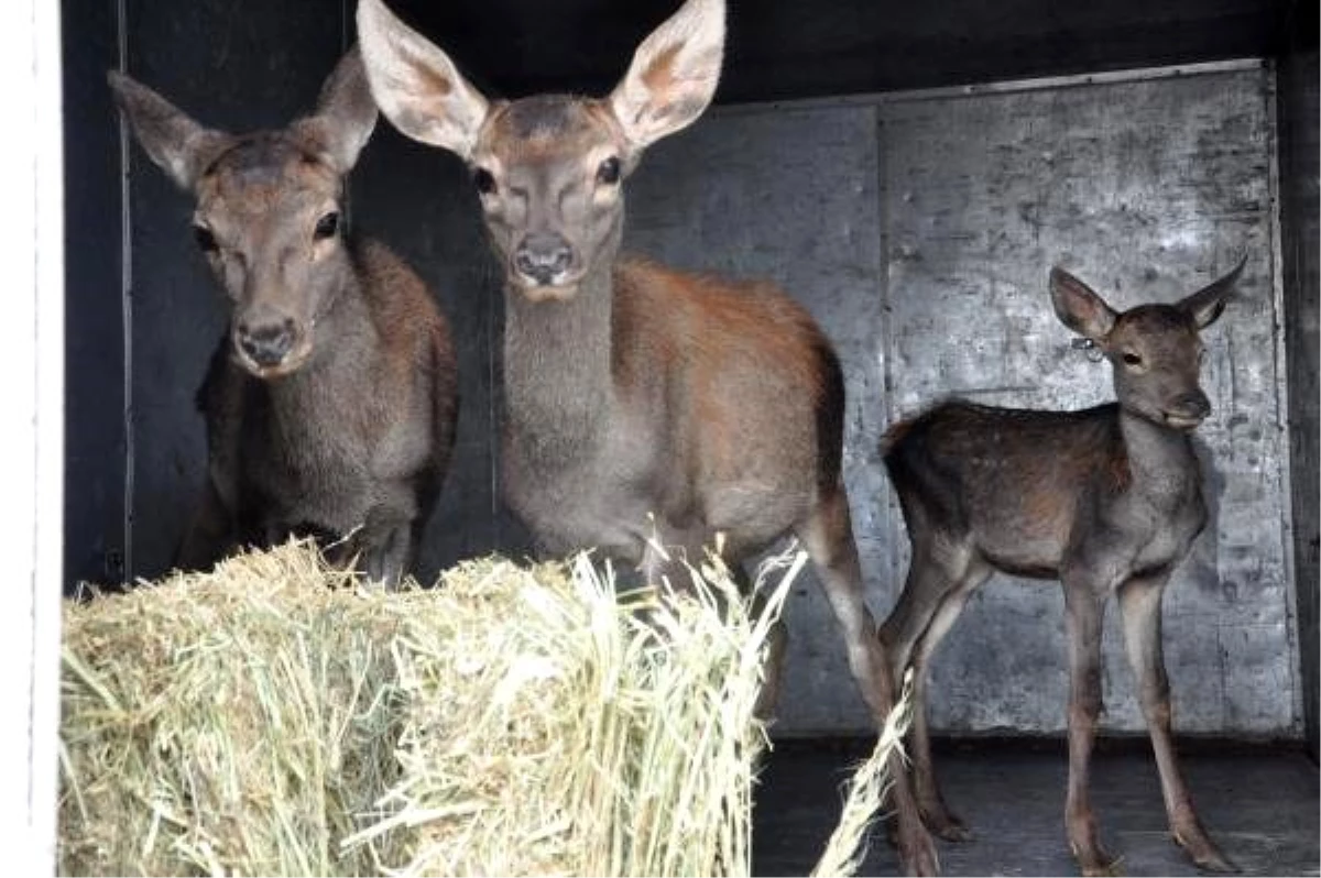 Tedavisi yapılan 3 yavru kızıl geyik, Eskişehir\'e gönderildi