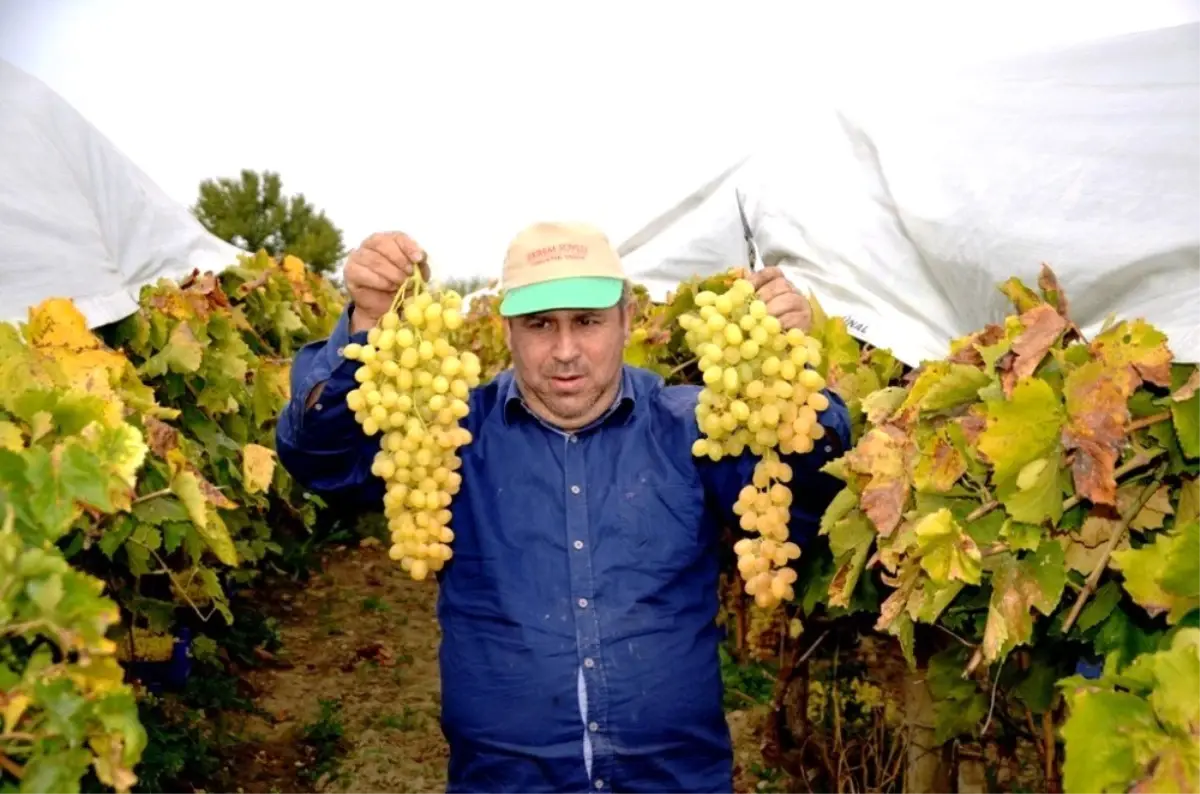 Üzüm üreticisi dünyaya açılmak için hava kargo istiyor