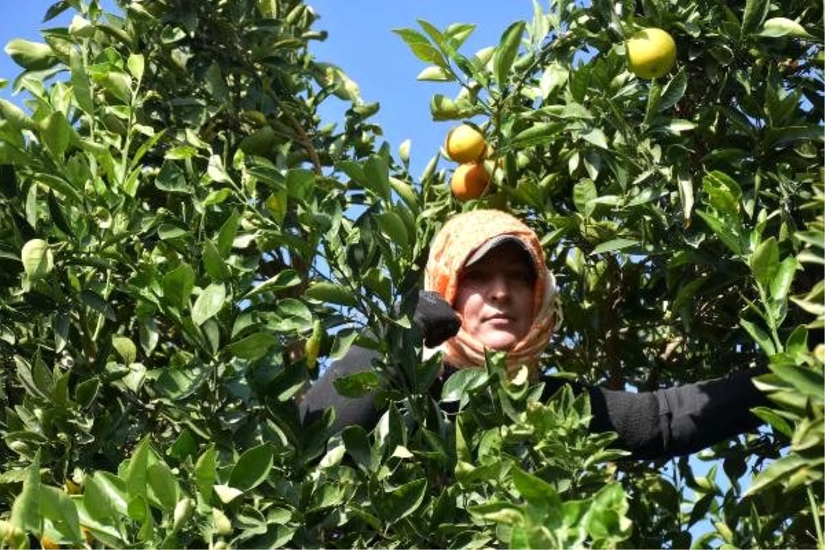 Aydın\'da Washington cinsi portakalların hasadına başlandı
