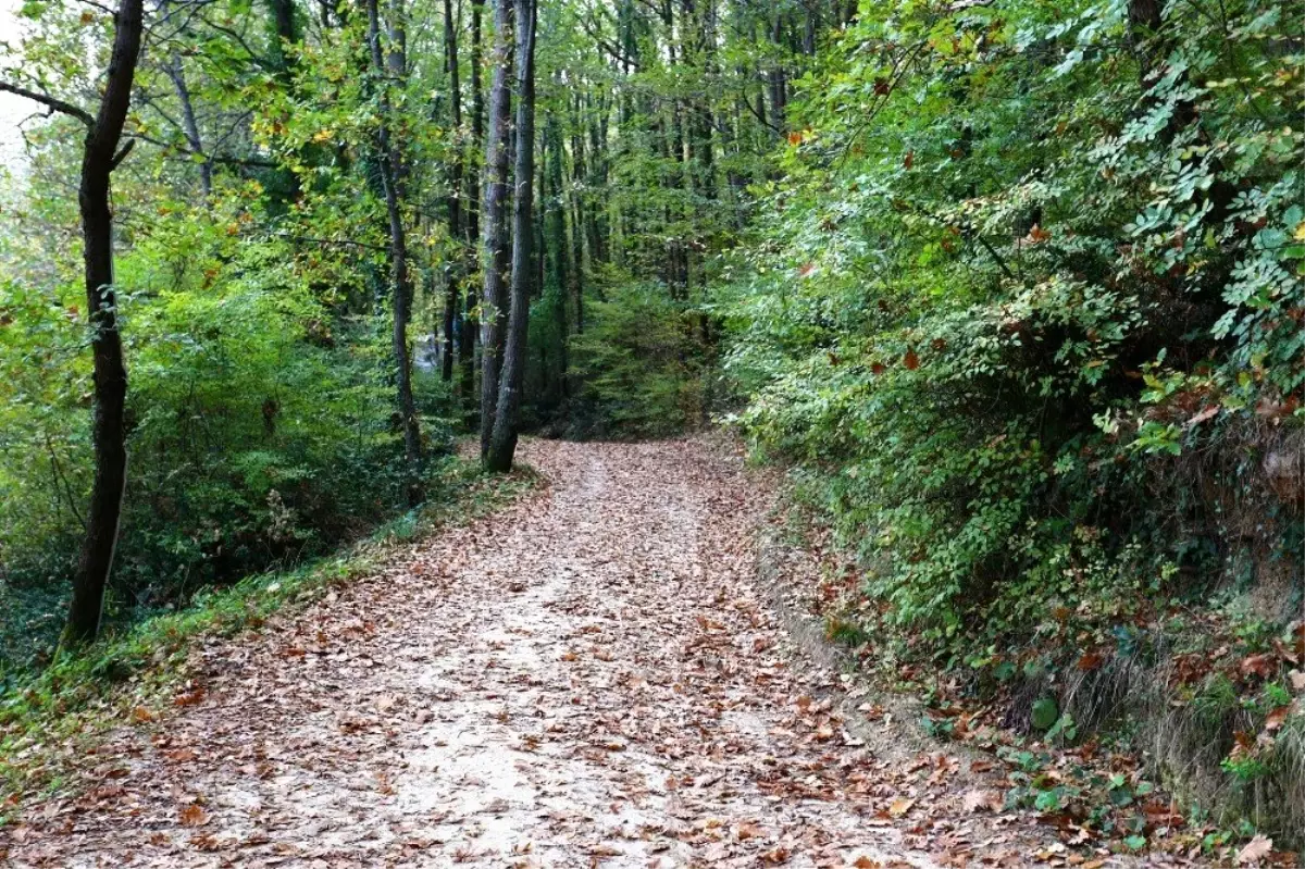 Çamlıkoy Tabiat Parkı\'nda muhteşem sonbahar