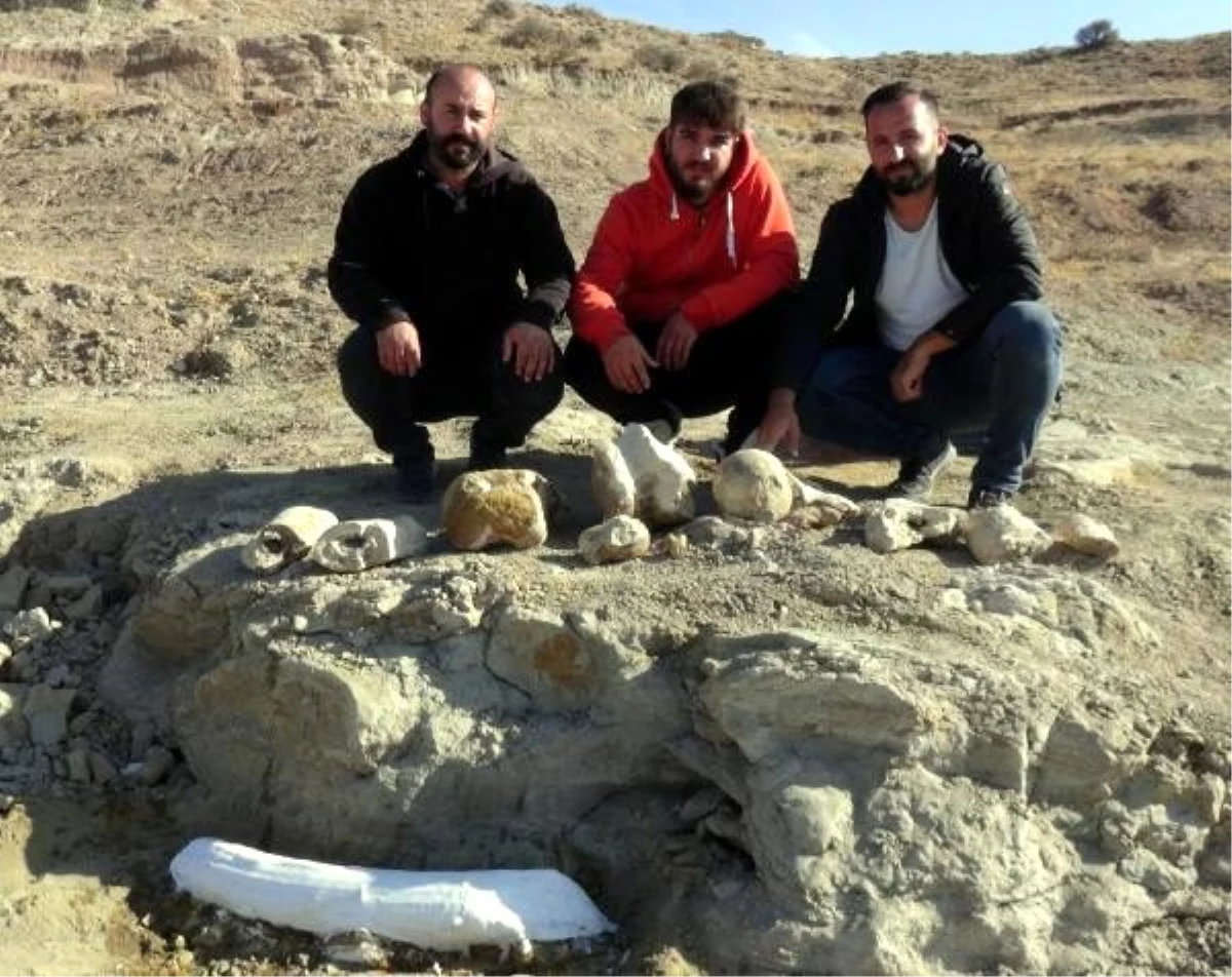 Kayseri\'de 7,5 milyon yıllık yeni fosil bulundu