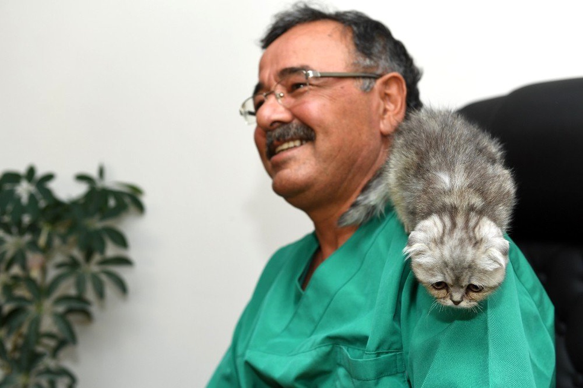 Yavru kedi cerrahi müdahale ile hayata tutundu