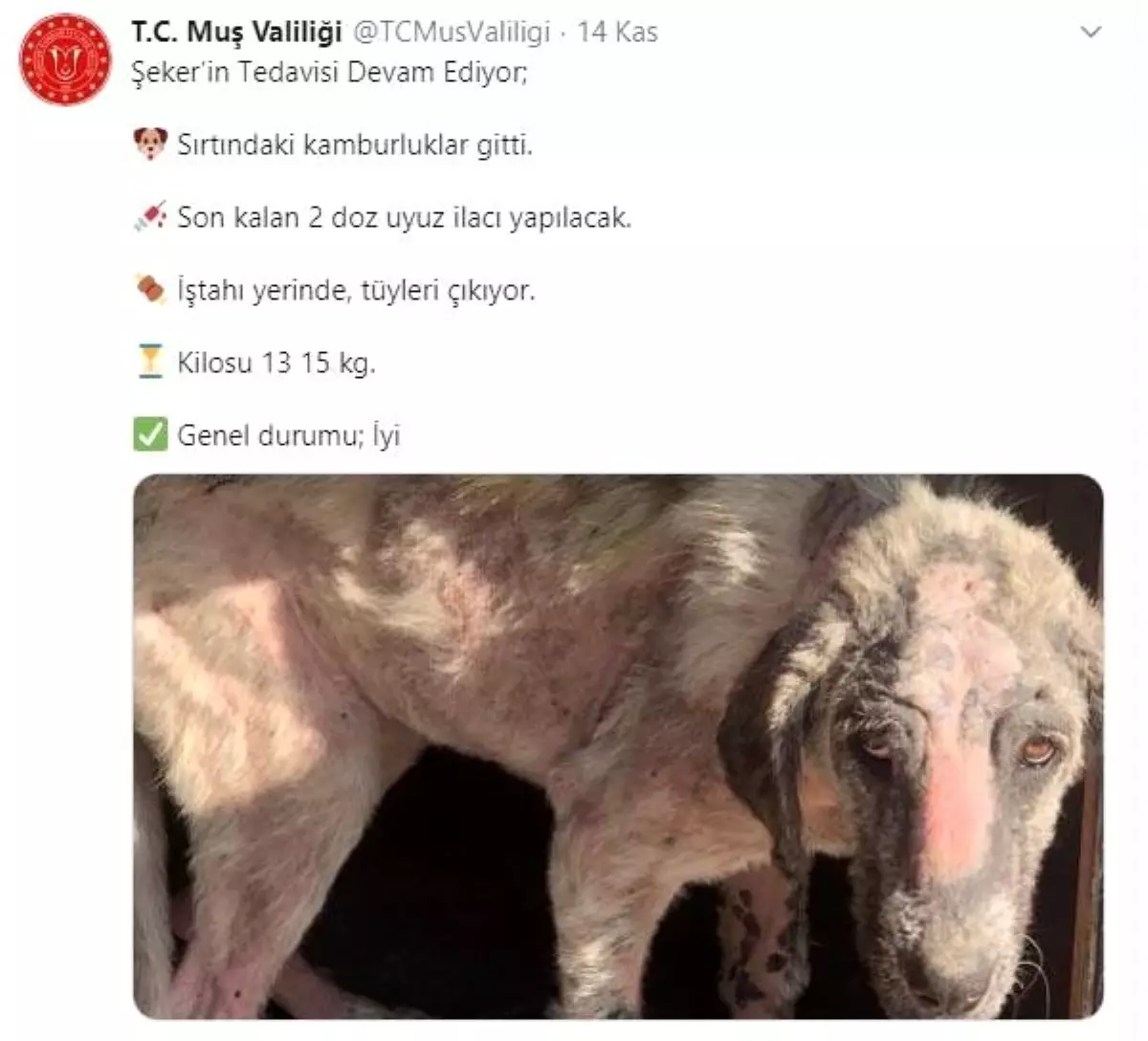 Belediye personelinin eziyet ettiği köpeği vali sahiplendi