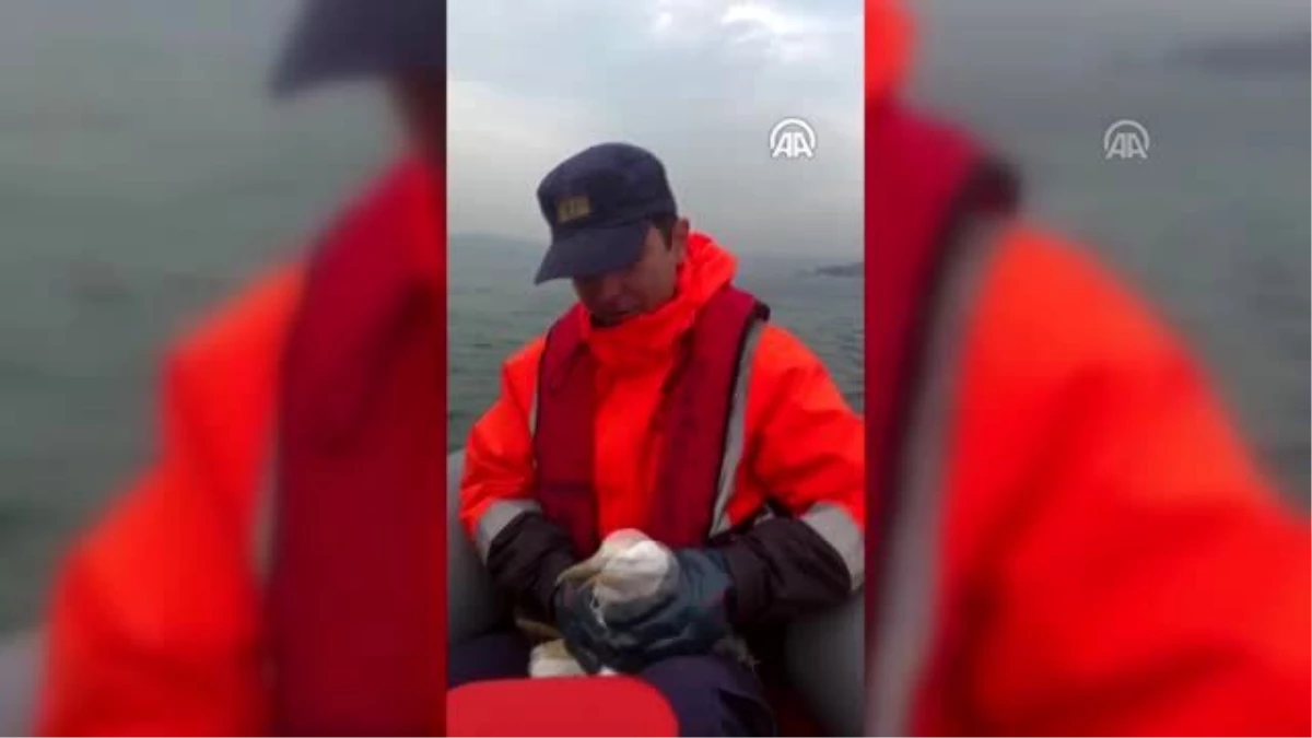 Denize düşen kanadı kırık martıyı Sahil Güvenlik ekipleri kurtardı