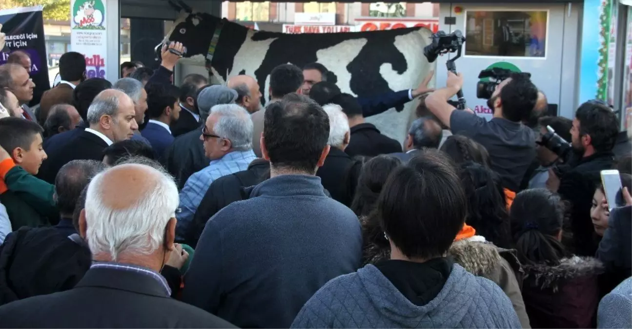 Erzincan\'da akıllı ineğe yoğun ilgi