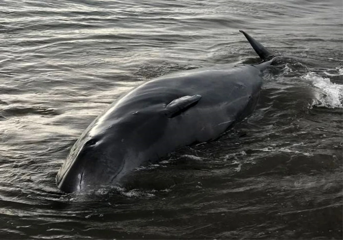Finike\'de sahile dev Gagalı balinası vurdu