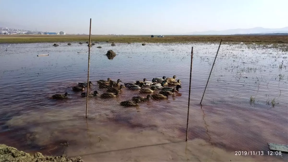 Kaçak yabani ördek avcısı yakalandı