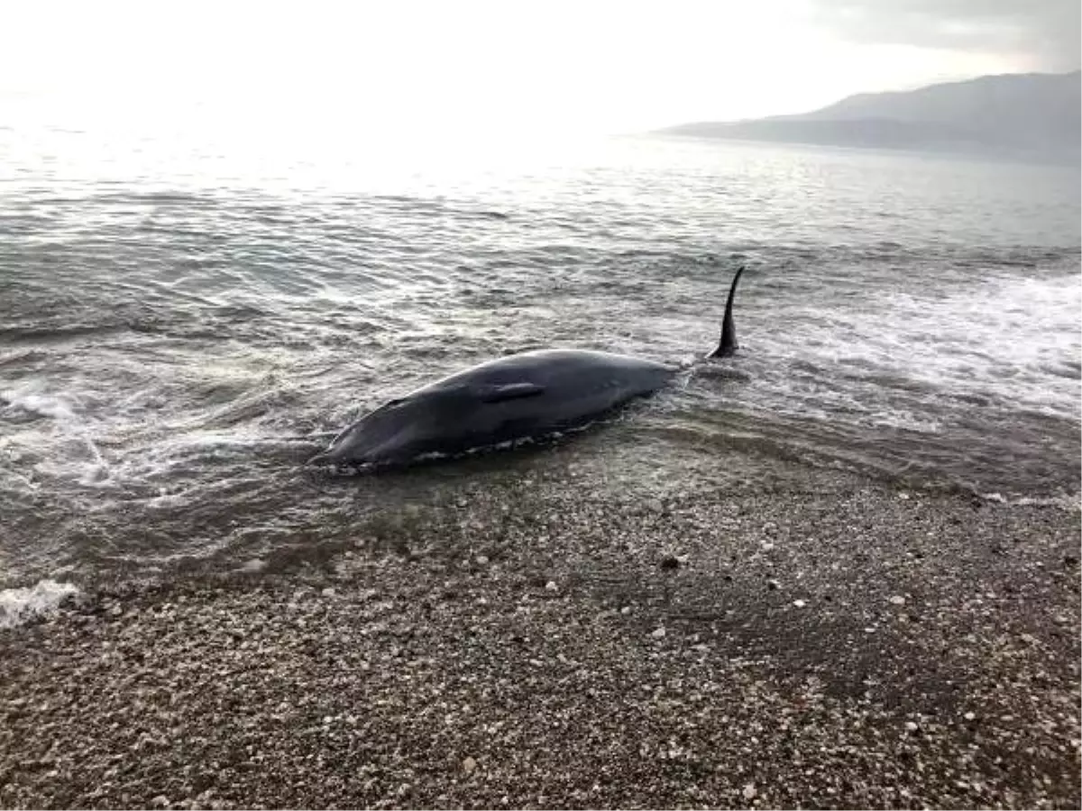 Kıyıya vuran balina, kurtarılarak denize bırakıldı