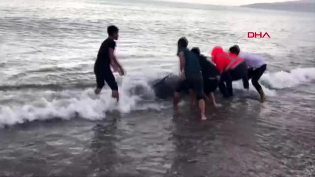 Kıyıya vuran balina kurtarılarak denize bırakıldı