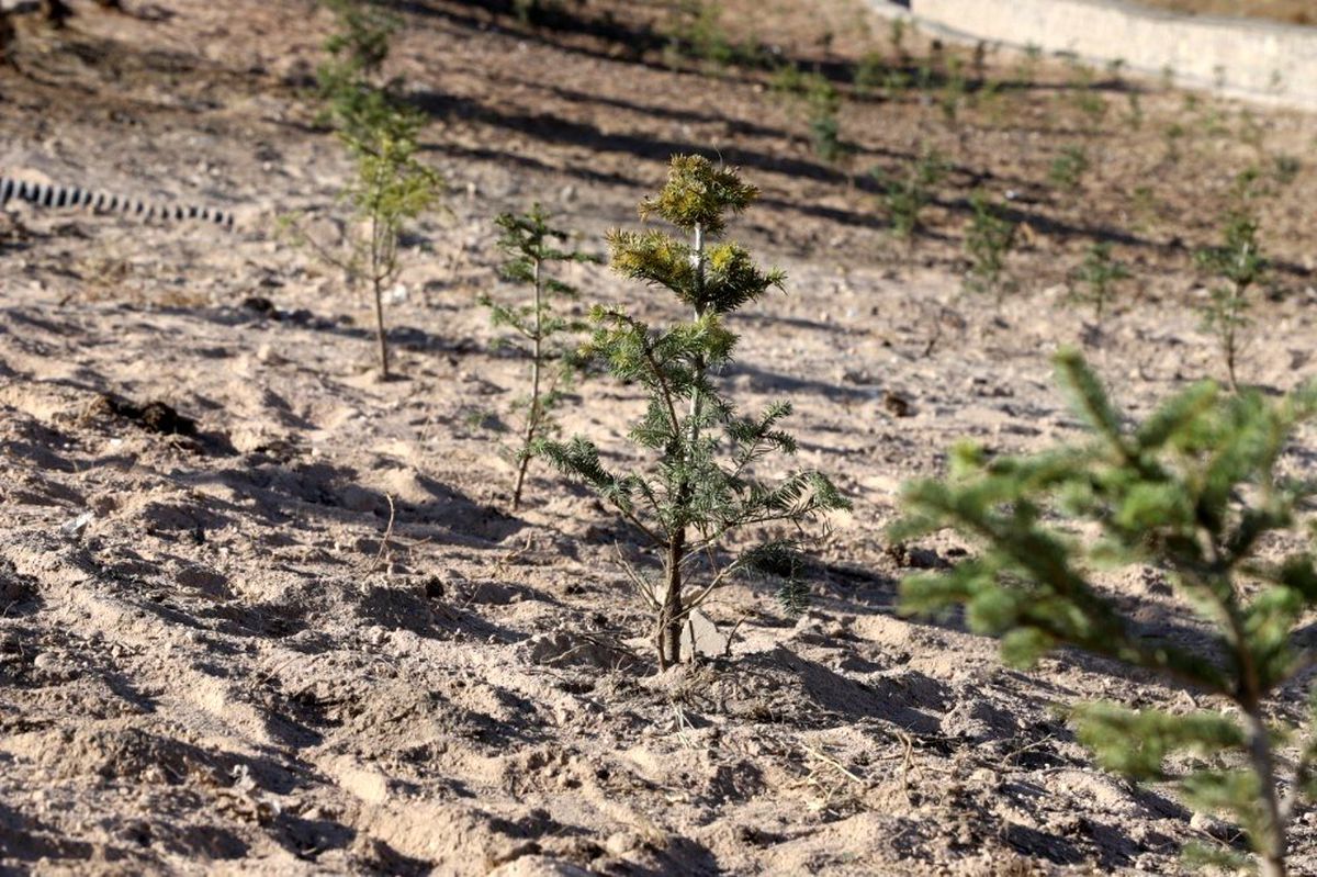 Nevşehir\'de yeni doğanlar ve vefat edenler için fidan dikilecek