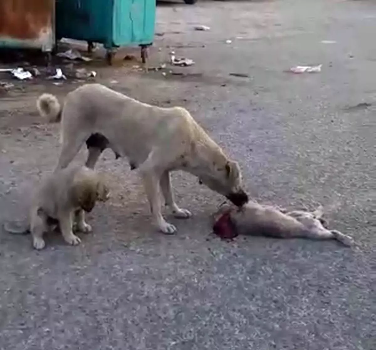 Ölen yavrusunun başında ağlayan köpek, görenleri duygulandırdı