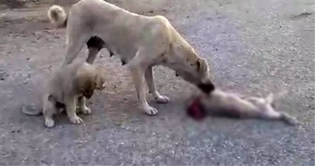 Ölen yavrusunun başında ağlayan köpek, görenleri duygulandırdı