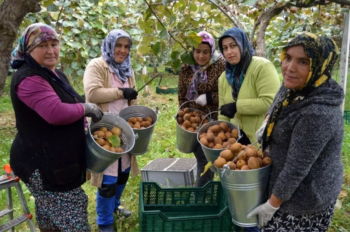 (Özel) Bataklık araziden tonlarca kivi hasadına