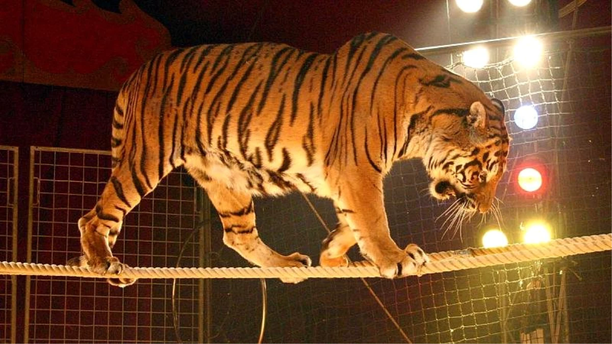 Paris\'ten vahşi sirk hayvanlarına özgürlük: Gösteri için sahne çıkartılmaları yasaklanıyor