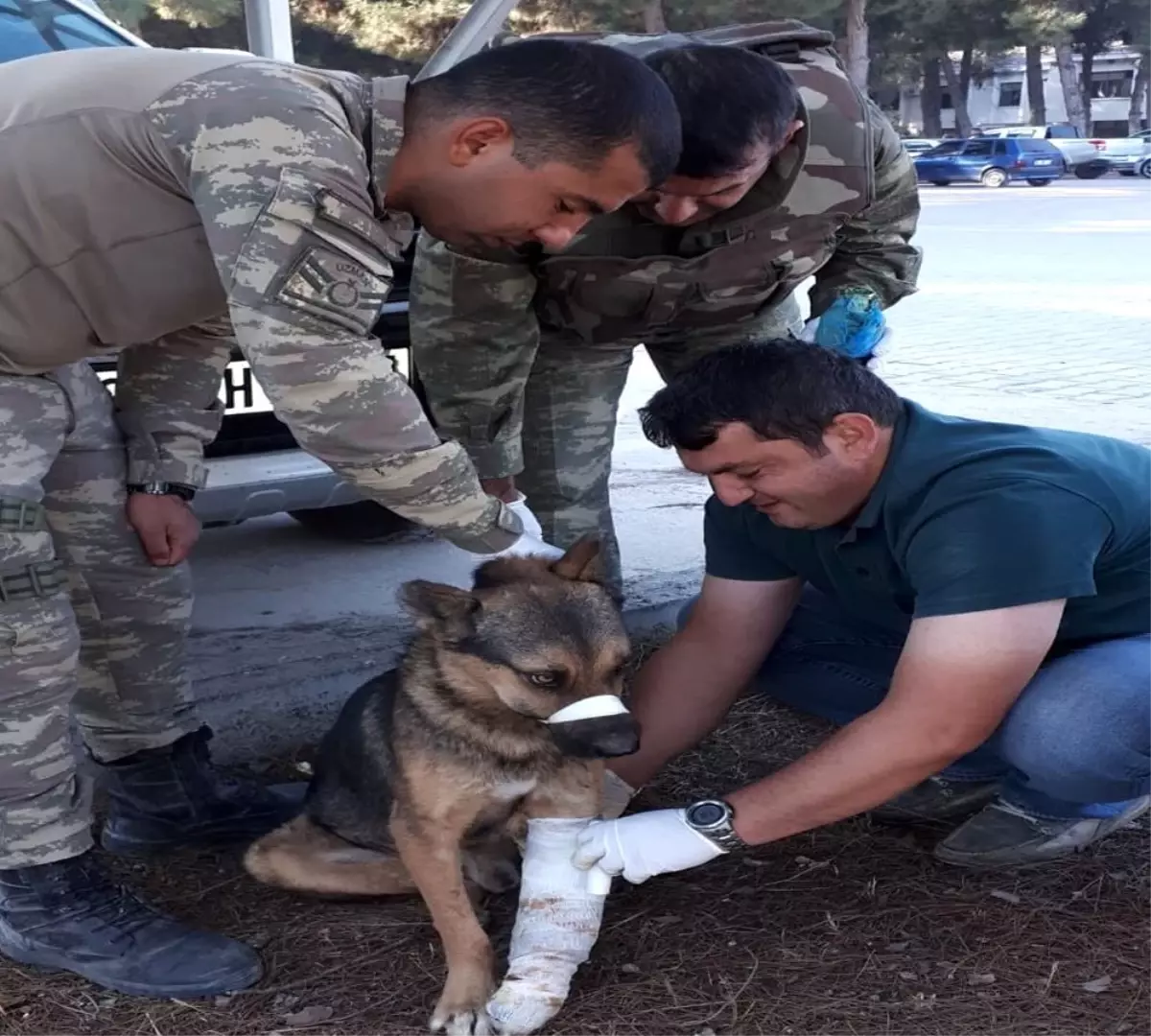 Türk Ordusu, her canlının yarasını sarıyor