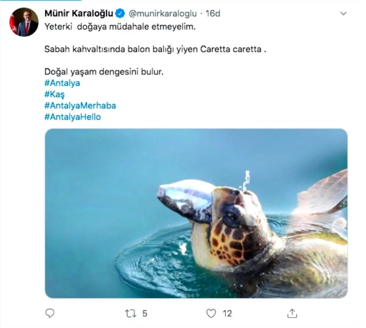 Validen balon balığı yiyen caretta caretta paylaşımı