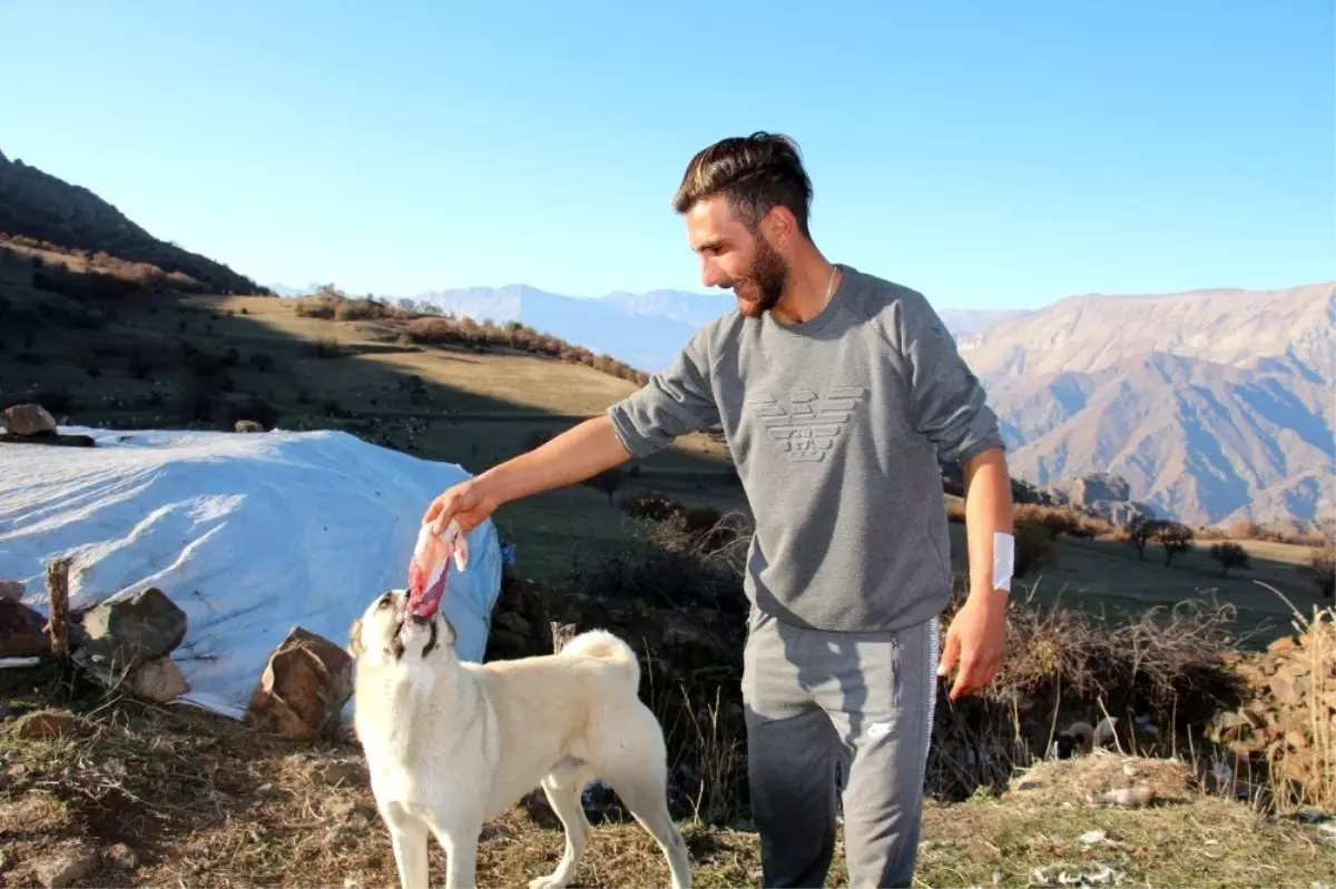 Ayı saldırısından kurtaran köpeklerine yemek ziyafeti çekti