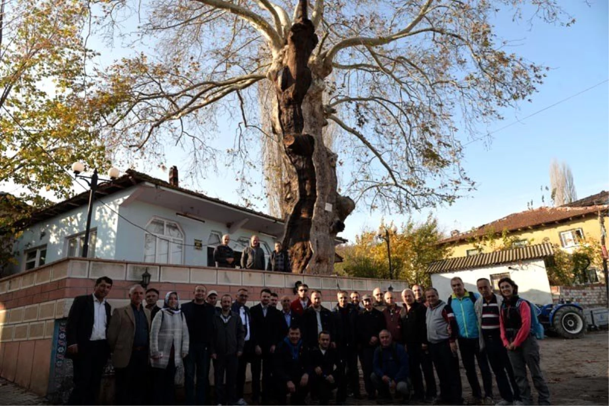 Bu ağaç tam 570 yaşında
