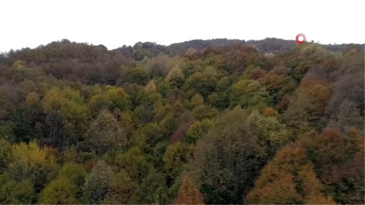 Kocaeli ormanlarında renk cümbüşü havadan görüntülendi