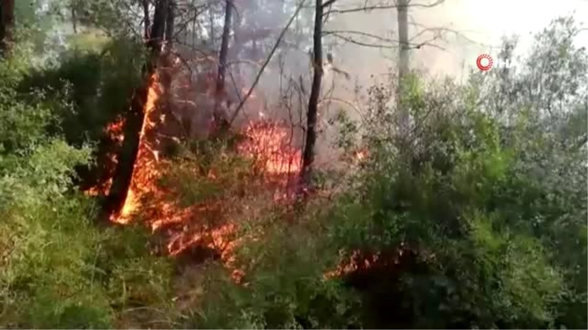 Osmaniye\'deki orman yangınını söndürme çalışmaları sürüyor