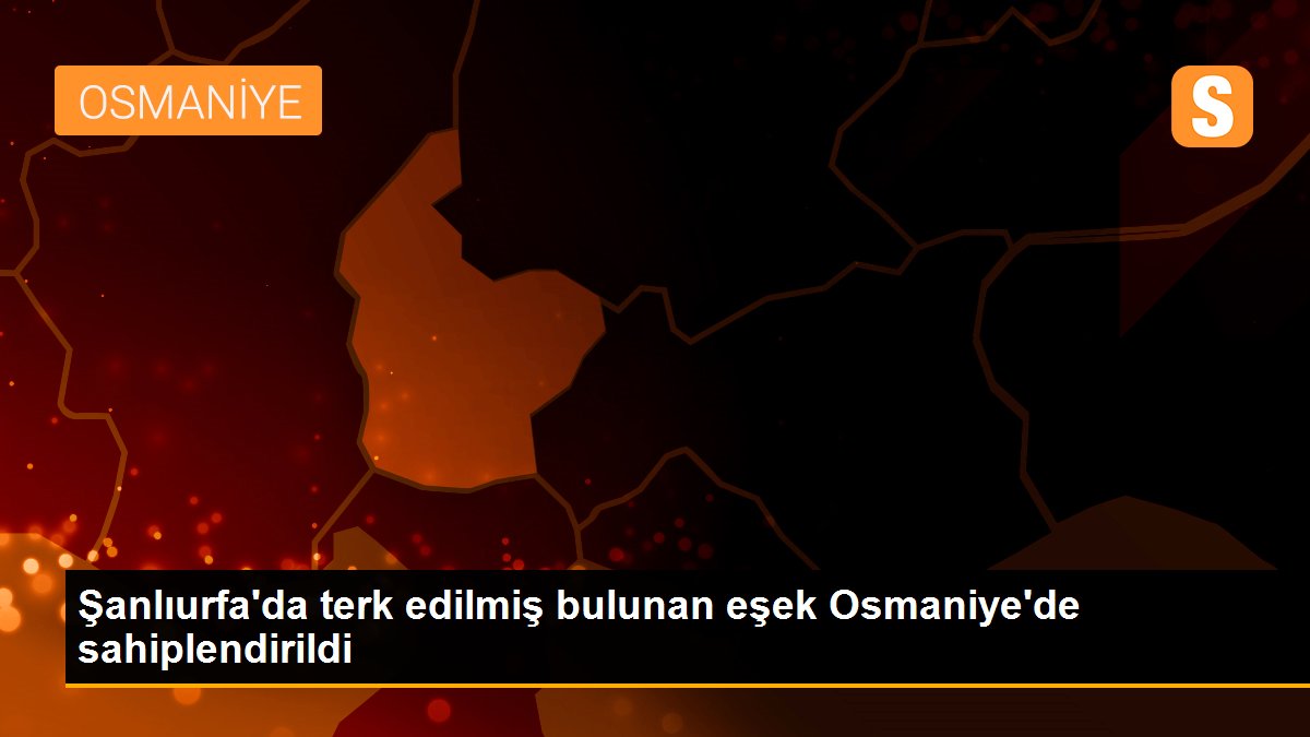 Şanlıurfa\'da terk edilmiş bulunan eşek Osmaniye\'de sahiplendirildi