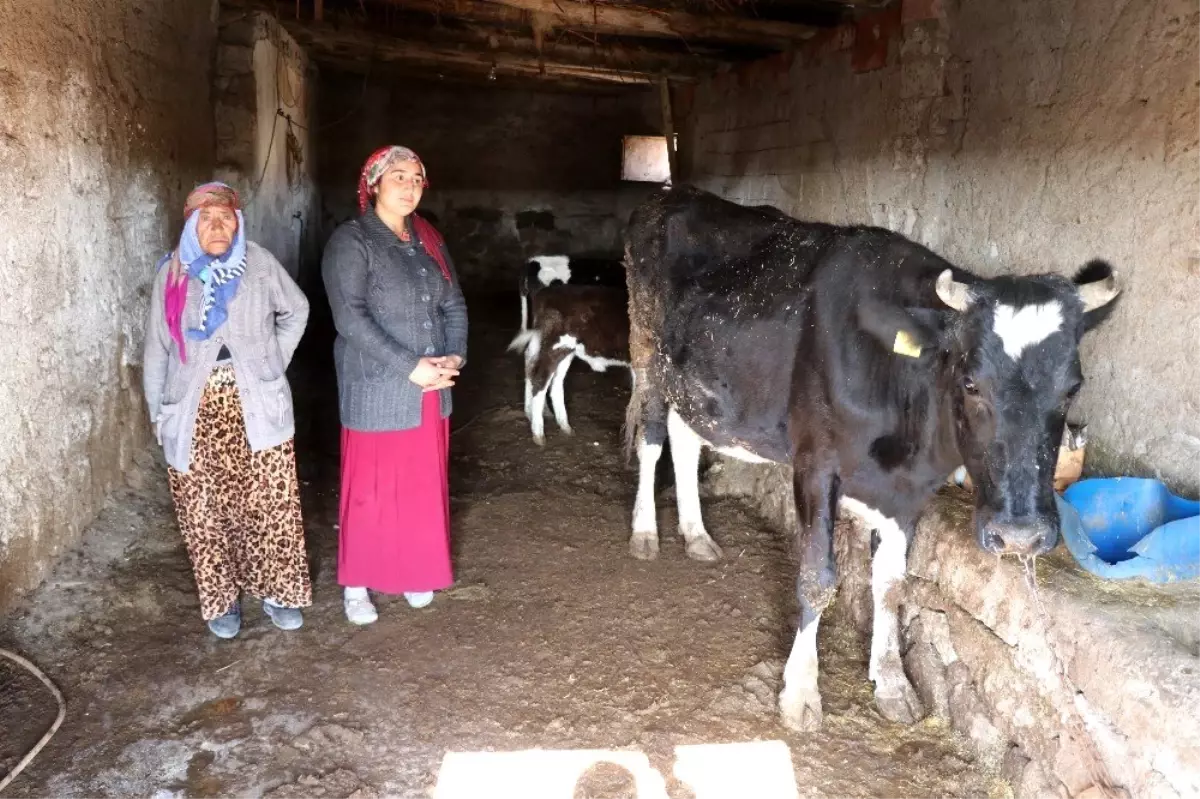 Tek geçim kaynağı olan inekleri çalındı