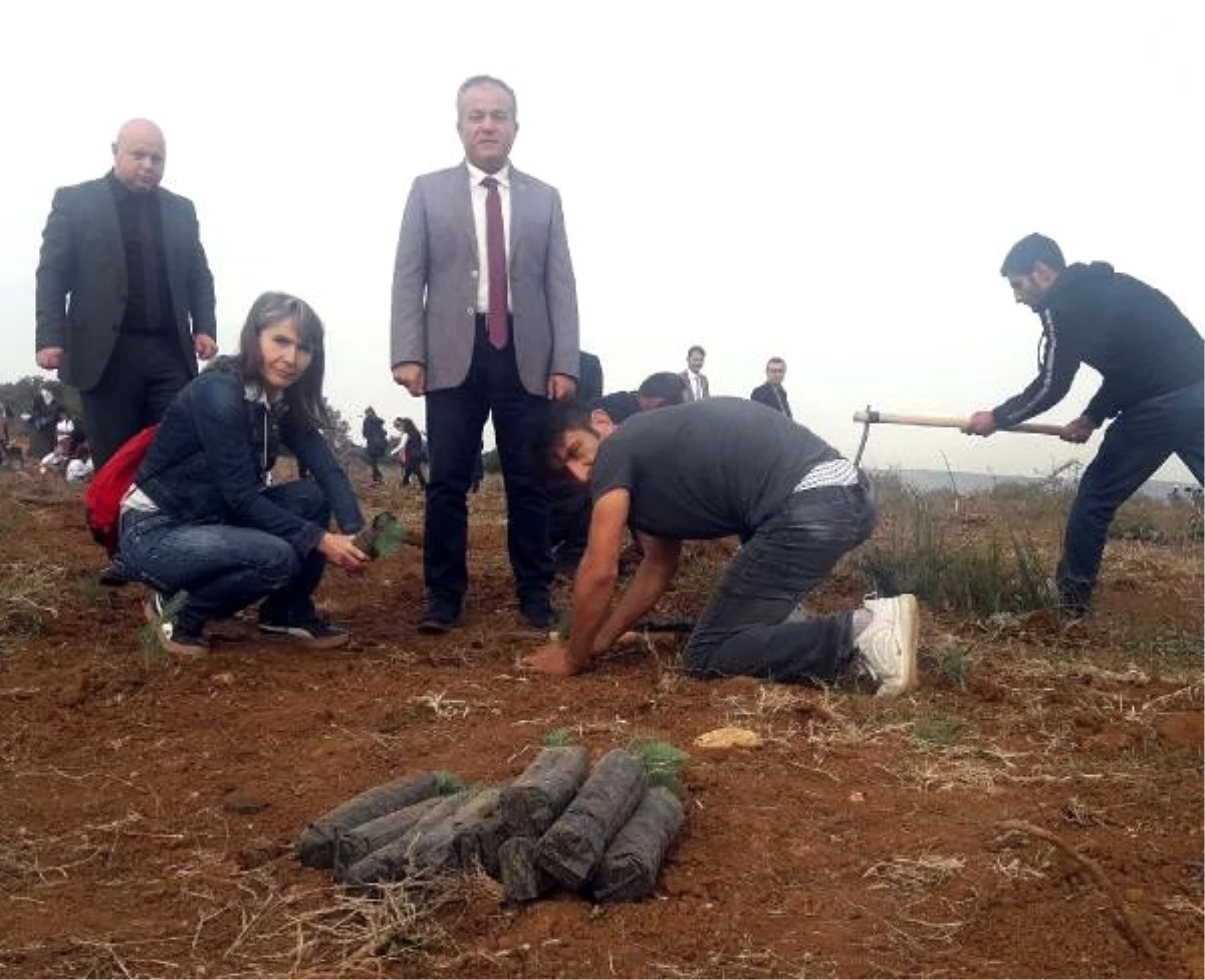 Yaralamalı trafik kazası sonrası ağaç dikerek ceza almaktan kurtuldu