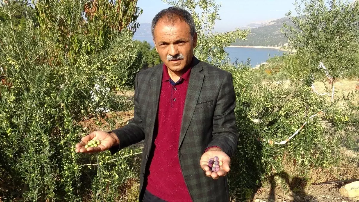 Ermenek\'te zeytin, yöre halkının umudu oldu