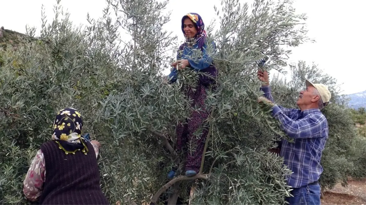 Ermenek\'te zeytin, yöre halkının umudu oldu