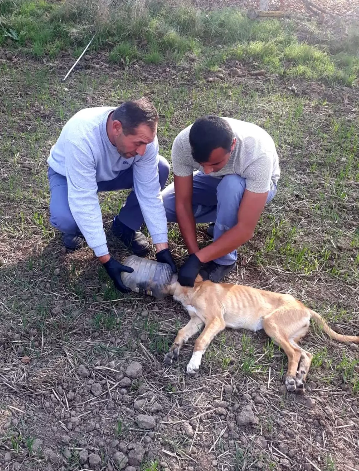 Kafası bidona sıkışan köpek için seferber oldular