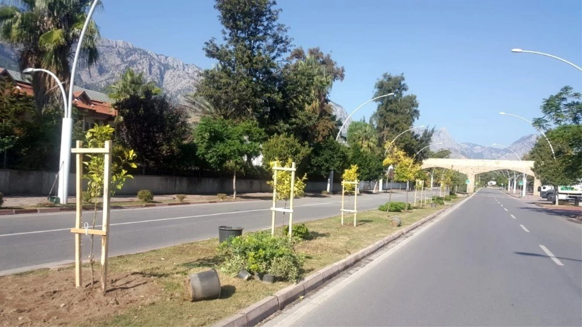 Kemer Turunç ağaçlarıyla süslendi