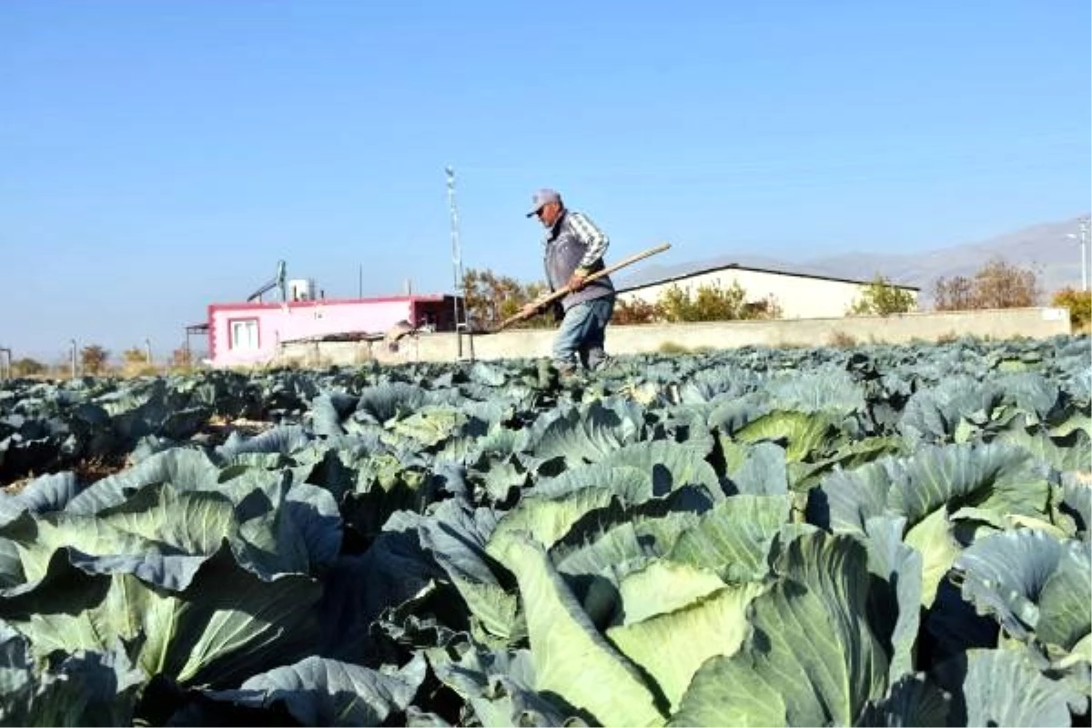 Lahana fiyatı üreticiyi memnun etmedi