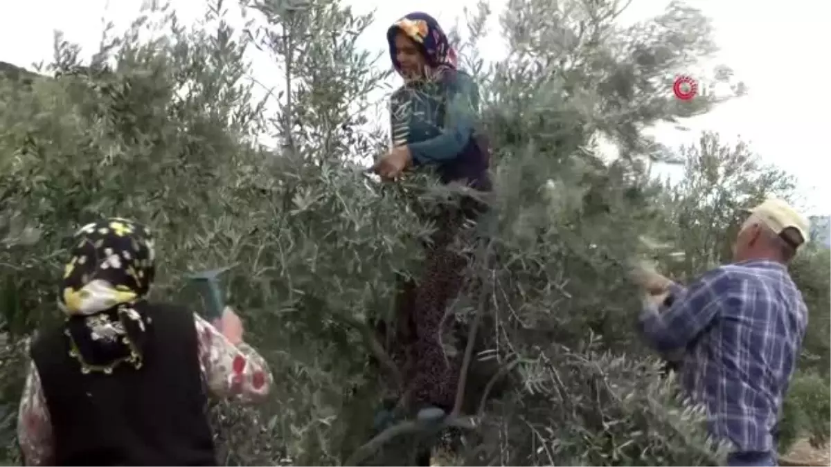 Maden ocaklarının kapandığı Ermenek\'te zeytin, yöre halkının umudu oldu