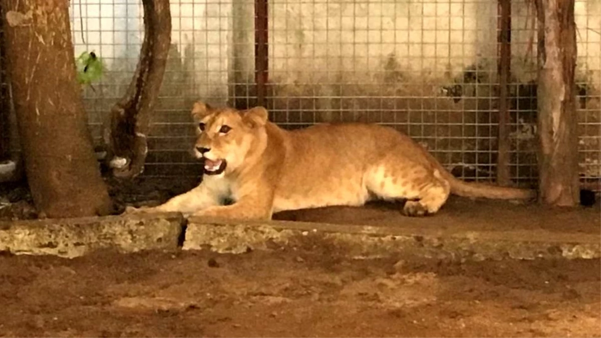 Nijerya\'da evi koruması için beslenen aslan hayvanat bahçesine götürüldü