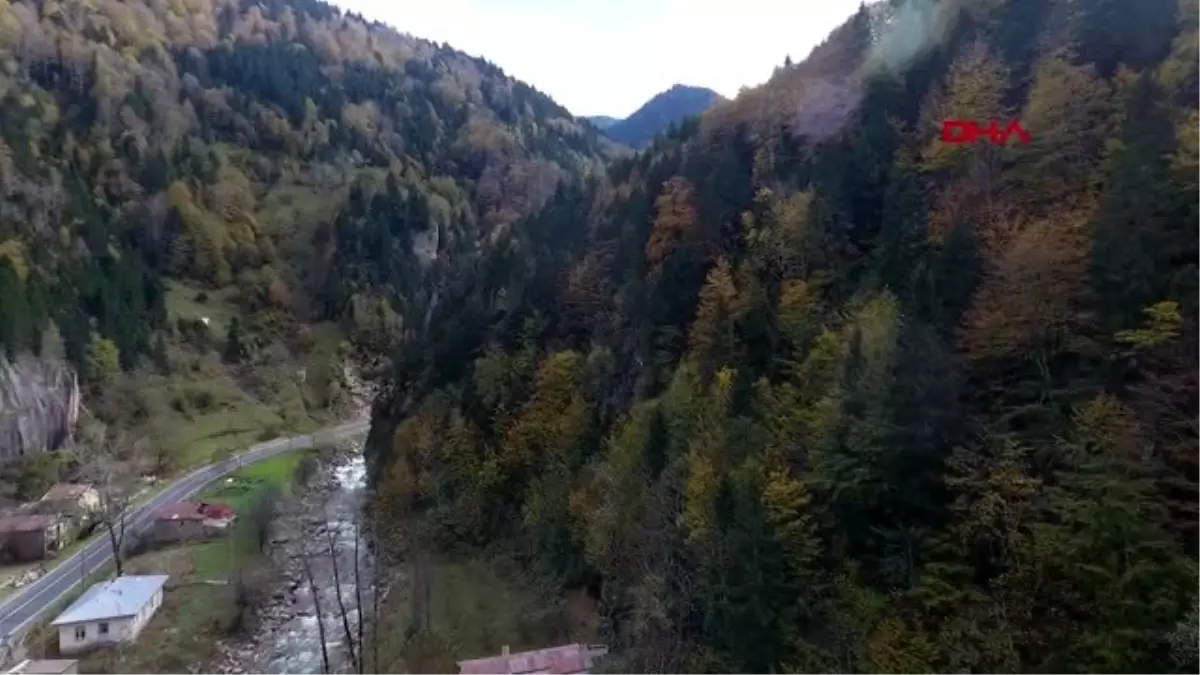 Rize koyun sürüsü ile karayoluna çıktı, trafik kilitlendi