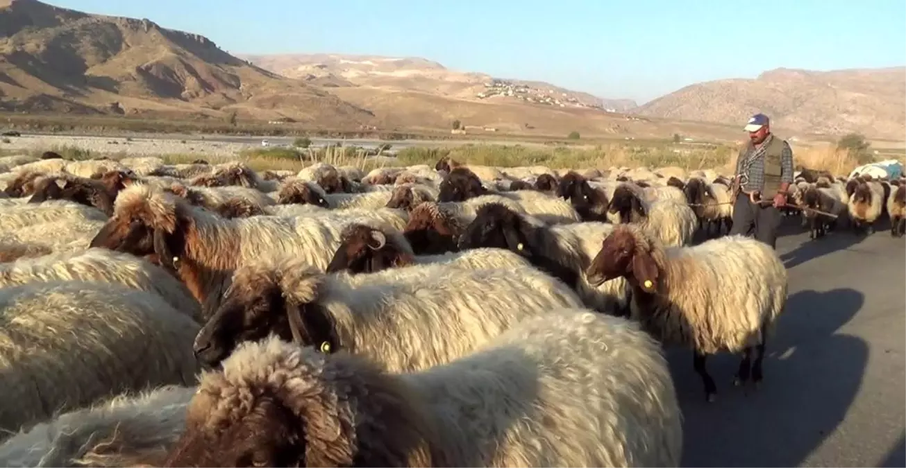 Soğuk hava bastırdı göçerler dönüş yoluna geçti