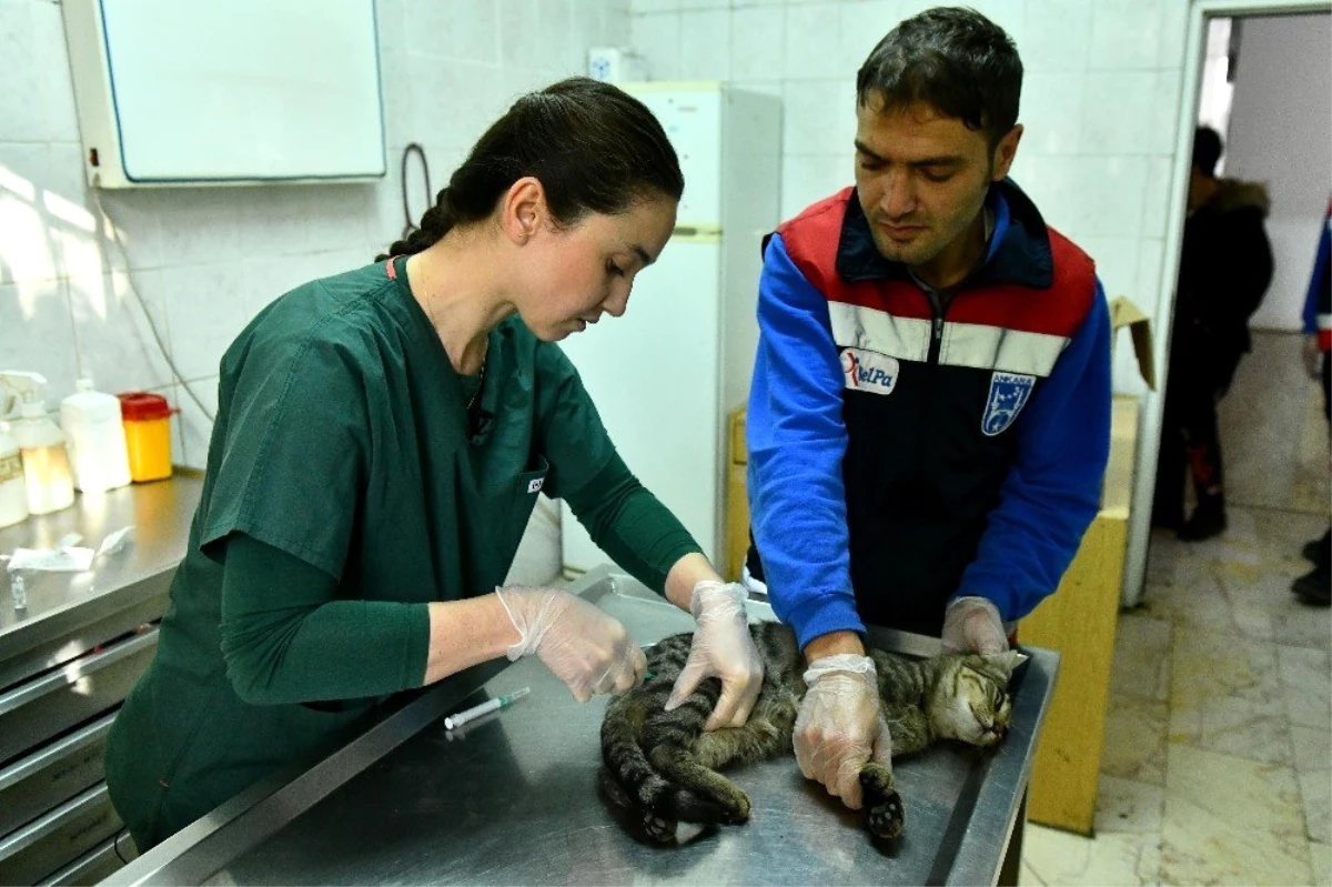 Ankara Büyükşehir\'den acil durumlarda hayvanlara müdahaleye ilişkin "ilk yardım eğitimi"