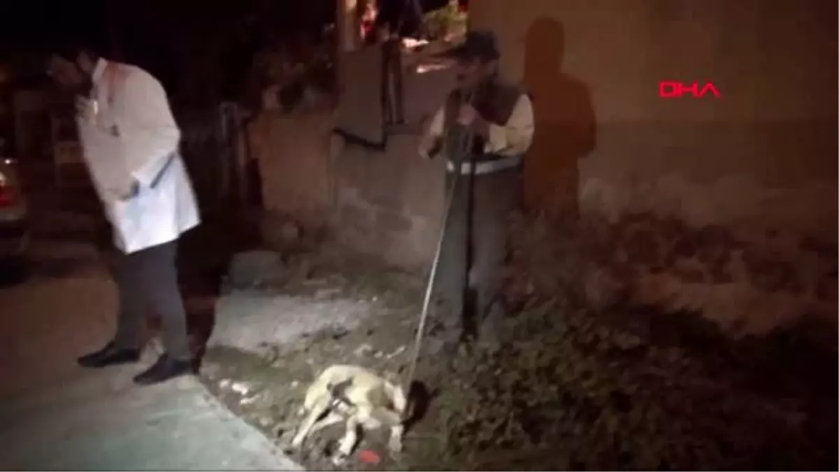 Araç çarpan sokak köpeği için seferber oldular