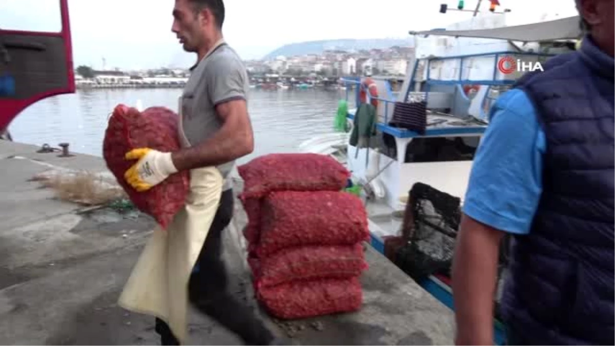 Deniz ürünleri ihracatında önemli bir yer tutan deniz salyangozu balıkçıların gelir kaynağı oldu