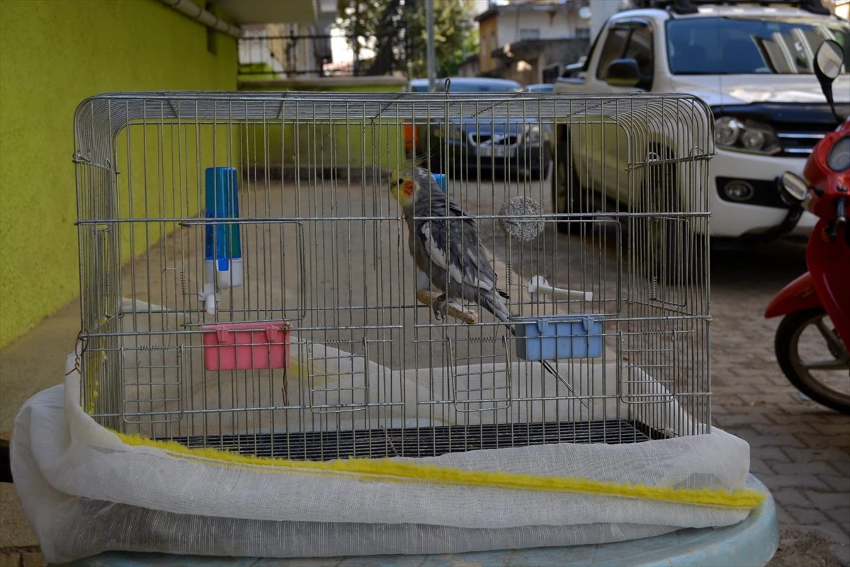 Gaziantep\'te el ilanıyla aranan kayıp papağan bulundu