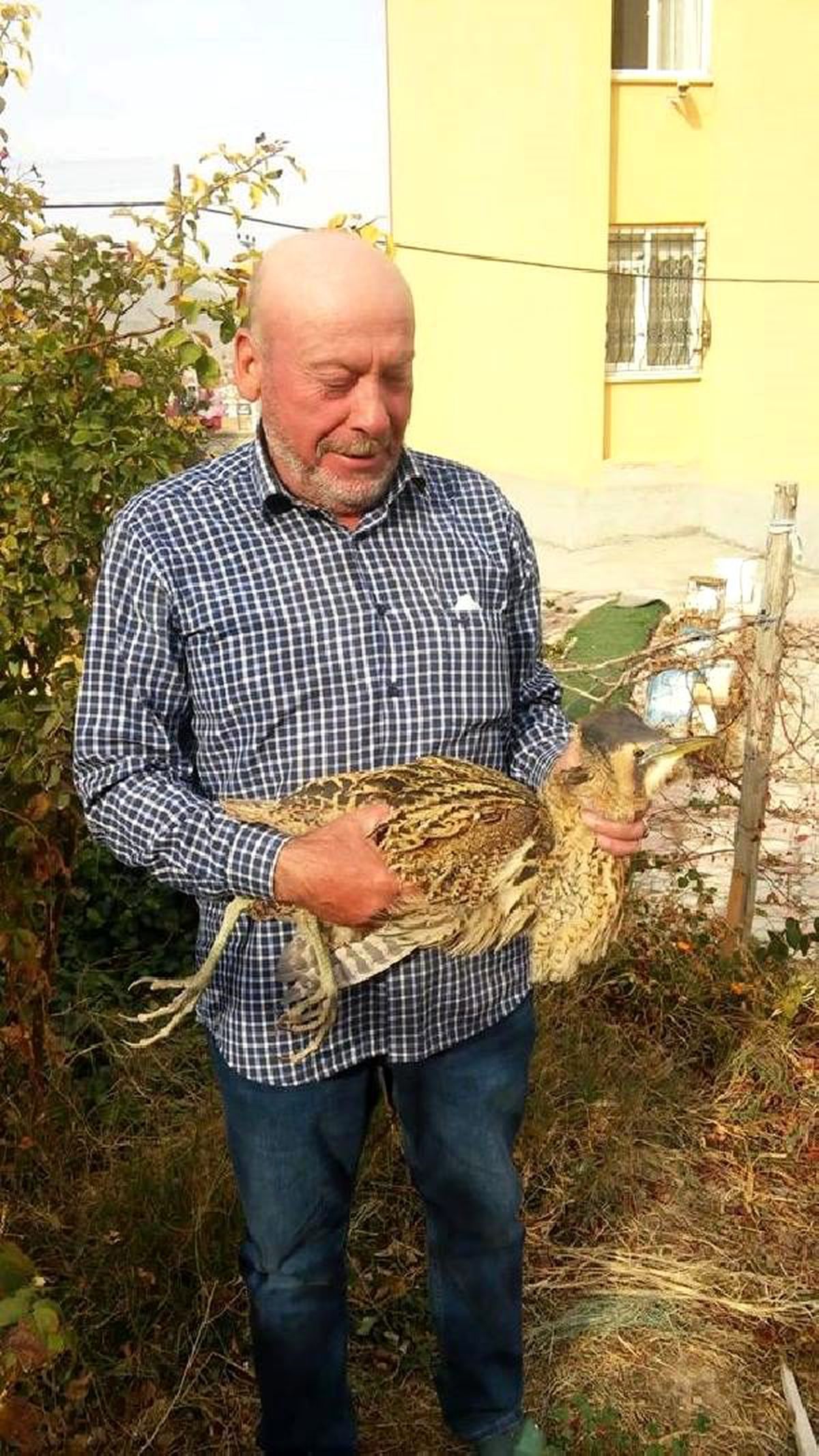 Konya\'da nesli tükenmekte olan balaban kuşu bulundu