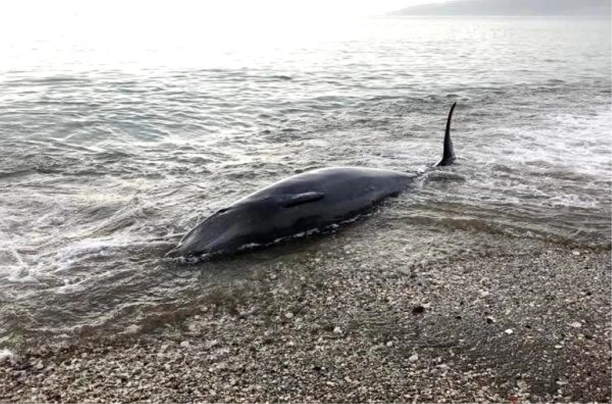 Prof. Dr. Gökoğlu: Askeri tatbikat nedeniyle balinalar yönünü şaşırdı