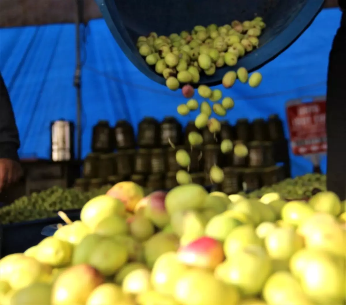 Şanlıurfa\'da zeytin hasadı devam ediyor