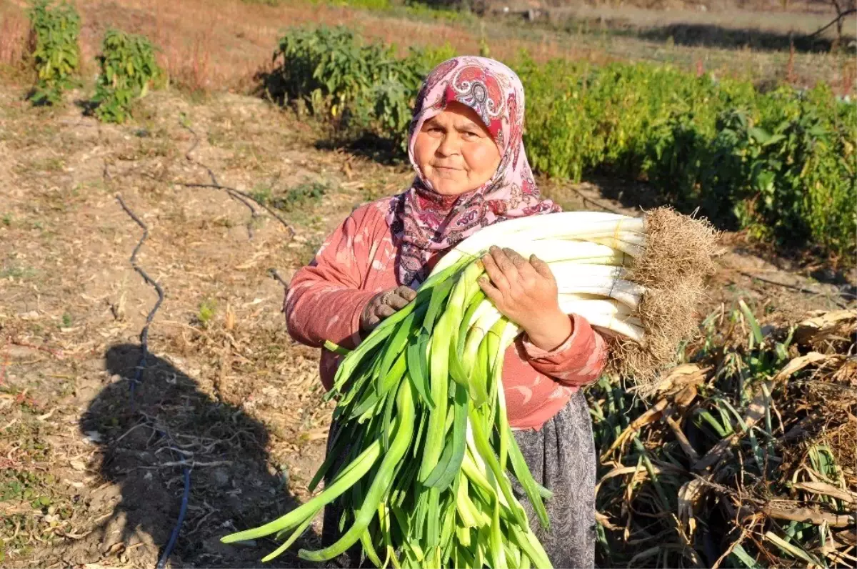 150 yıllık ata tohumlarıyla üretilen pırasa