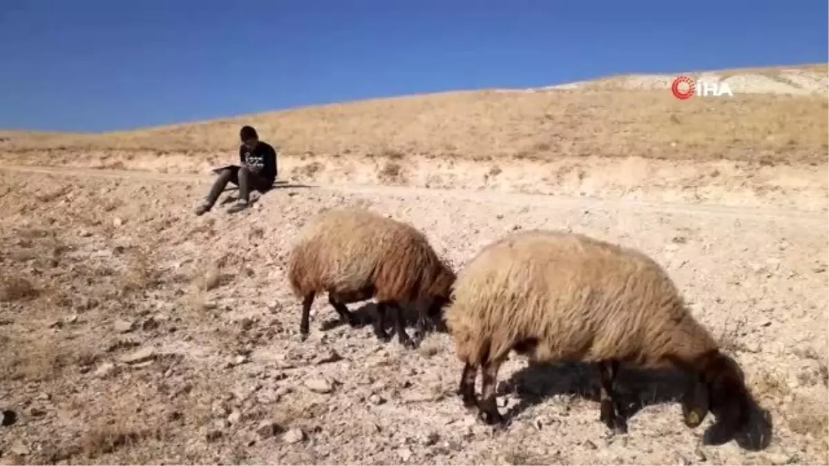 Ara tatilde hem ders çalışıp hem çobanlık yapıyor