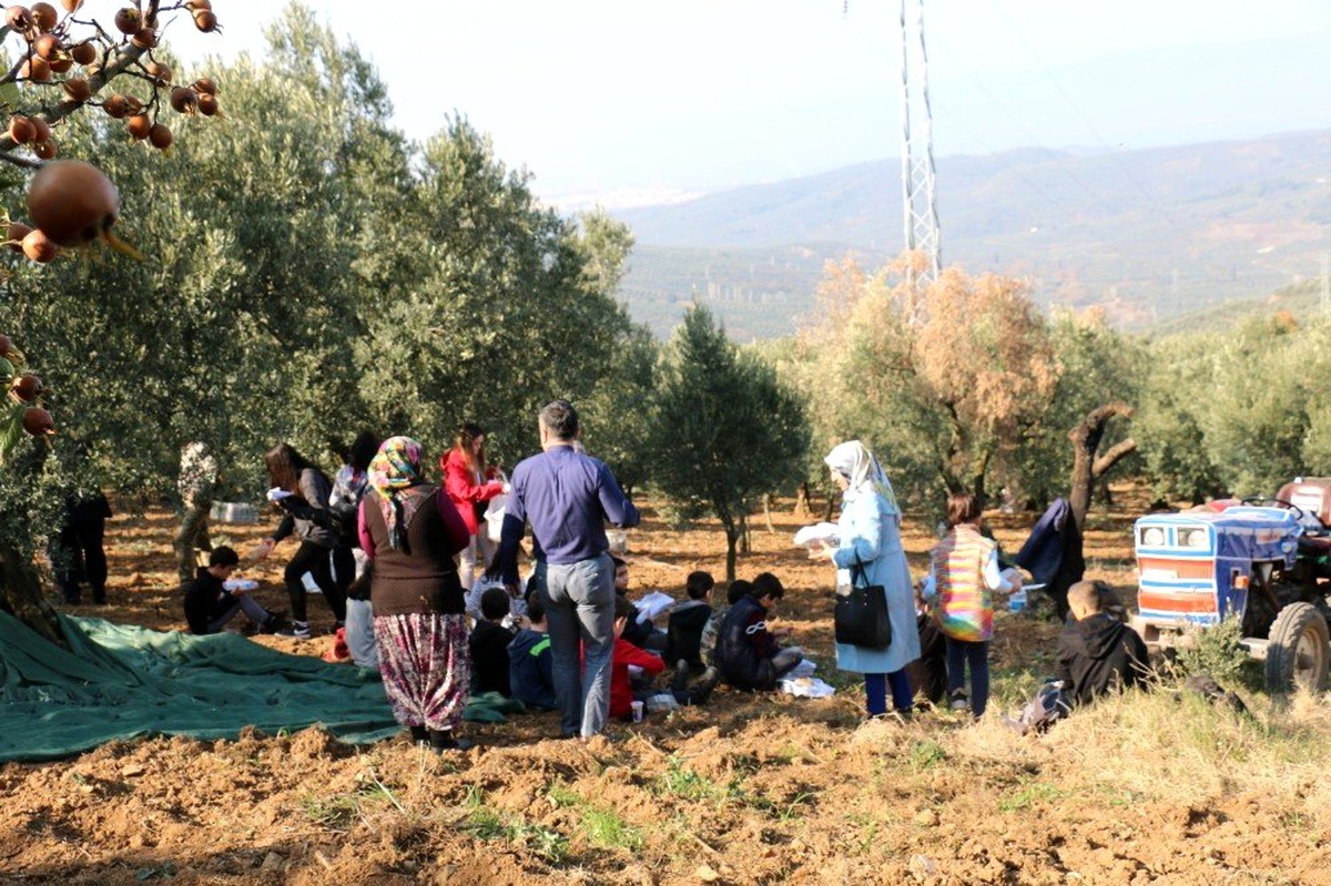Çocuklar zeytin toplama heyecanı yaşadı