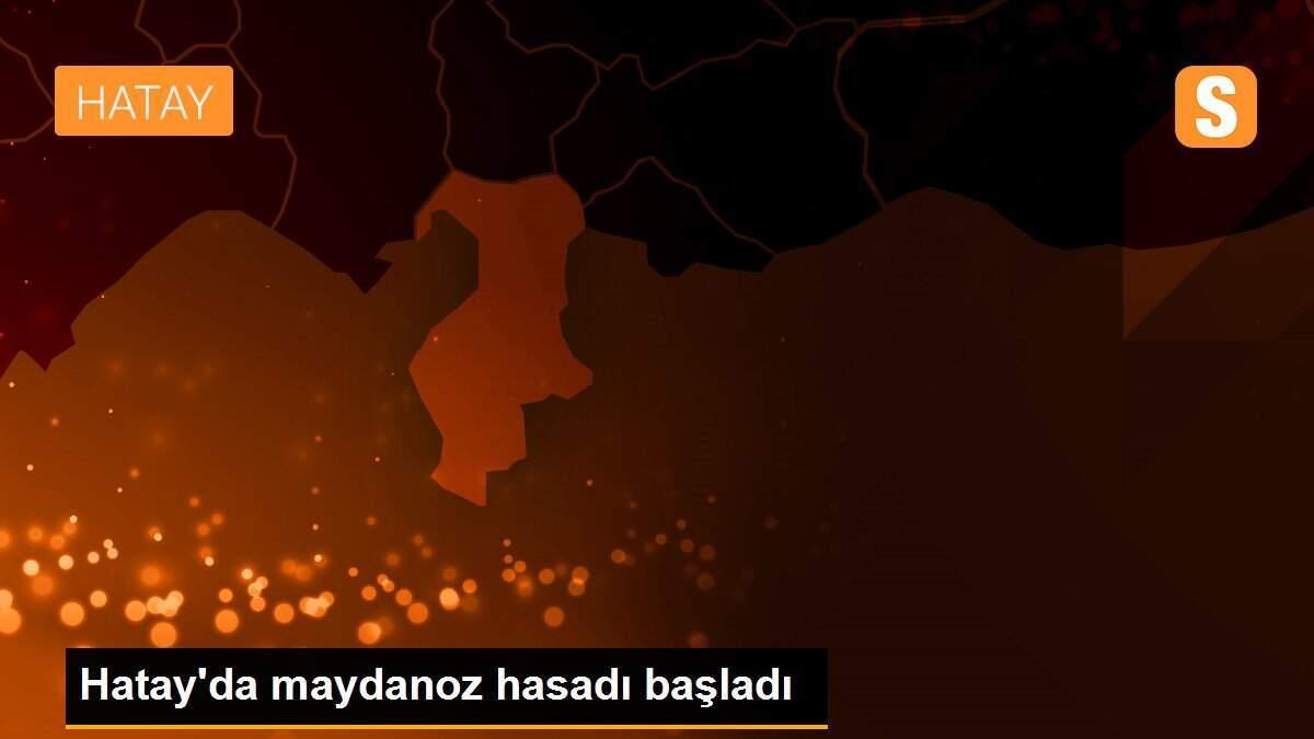 Hatay\'da maydanoz hasadı başladı