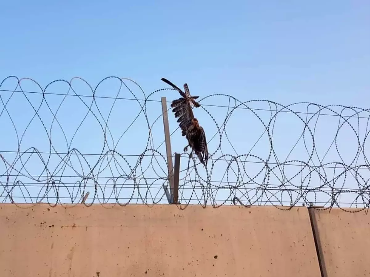 Hudut tellerine takılan şahinin imdadına Mehmetçik yetişti