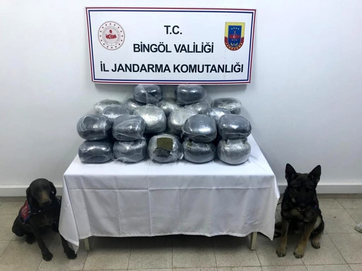 Narkotik köpekleri çalılar arasına gizlenmiş 60 kilo esrar buldu